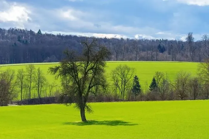 Framed Print : A solitary tree stands tall in a grassy field with a backdrop of lush trees against a clear sky Framed Print : A solitary tree stands tall in a grassy field with a backdrop of lush trees against a clear sky