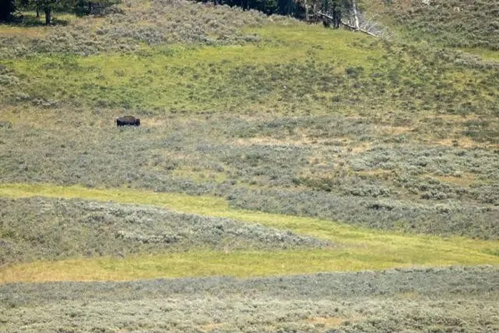 Framed Print : Solo Bison in Yellowstone National Park Framed Print : Solo Bison in Yellowstone National Park