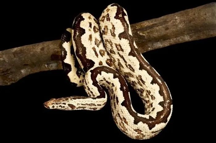 Framed Print : Solomon island ground boa (Candoia paulsoni) Framed Print : Solomon island ground boa (Candoia paulsoni)