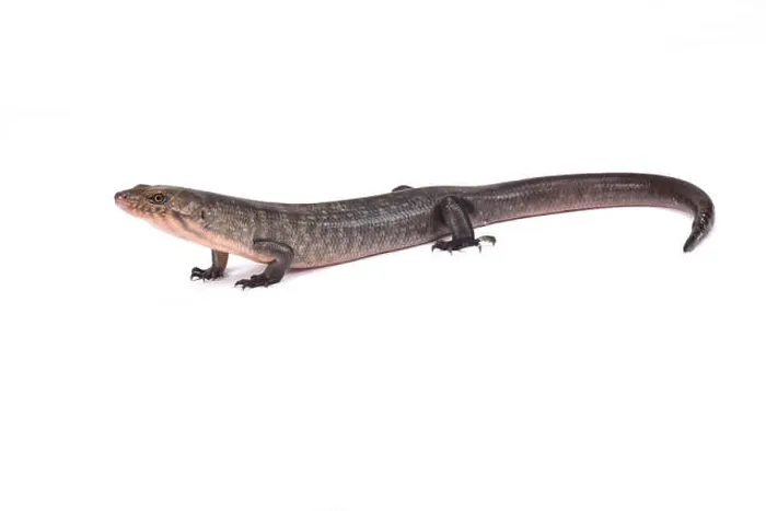 Framed Print : Solomon Island Ground skink (Eugongylus albofasciatus), Solomon islands, Papua New Guinea Framed Print : Solomon Island Ground skink (Eugongylus albofasciatus), Solomon islands, Papua New Guinea