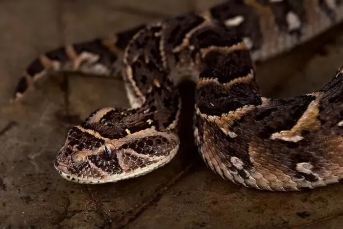 Framed Print : Somali puff adder (Bitis arietans somalica) Framed Print : Somali puff adder (Bitis arietans somalica)