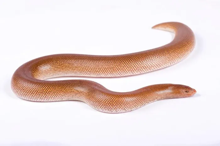 Framed Print : Somalian sand boa, Gongylophis colubrinus rufescens Southwestern Somalia Framed Print : Somalian sand boa, Gongylophis colubrinus rufescens Southwestern Somalia