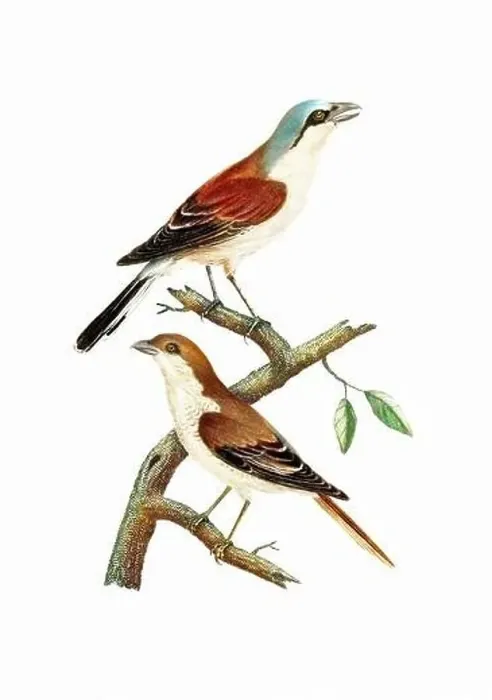 Framed Print : Song Birds. Vintage inspired bird art. Digital Watercolor painting on a soft textured white background Framed Print : Song Birds. Vintage inspired bird art. Digital Watercolor painting on a soft textured white background
