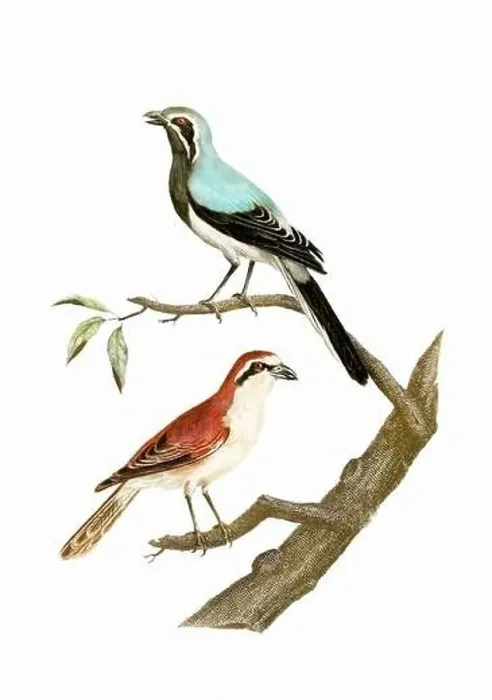 Framed Print : Song Birds. Vintage inspired bird art. Digital Watercolor painting on a soft textured white background Framed Print : Song Birds. Vintage inspired bird art. Digital Watercolor painting on a soft textured white background