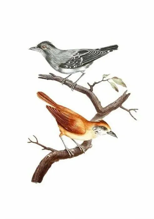 Framed Print : Song Birds. Vintage inspired bird art. Digital Watercolor painting on a soft textured white background Framed Print : Song Birds. Vintage inspired bird art. Digital Watercolor painting on a soft textured white background