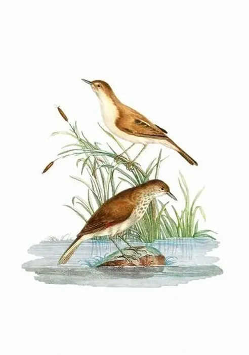 Framed Print : Song Birds. Vintage inspired bird art. Digital Watercolor painting on a soft textured white background Framed Print : Song Birds. Vintage inspired bird art. Digital Watercolor painting on a soft textured white background
