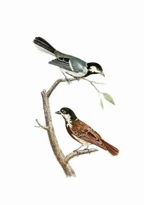 Framed Print : Song Birds. Vintage inspired bird art. Digital Watercolor painting on a soft textured white background Framed Print : Song Birds. Vintage inspired bird art. Digital Watercolor painting on a soft textured white background