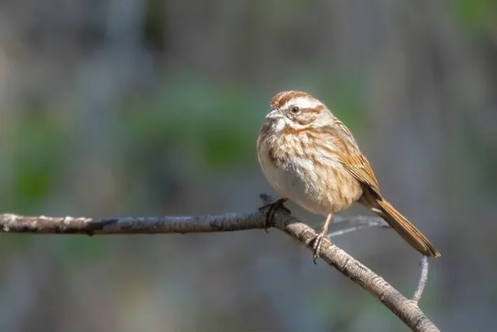 Framed Print : A Song Sparrow in Arizona Framed Print : A Song Sparrow in Arizona