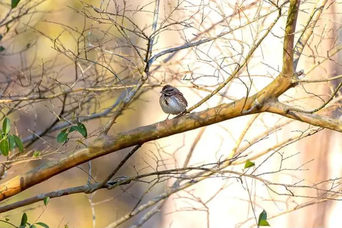 Framed Print : The song sparrow (Melospiza melodia), native sparrows in North America Framed Print : The song sparrow (Melospiza melodia), native sparrows in North America