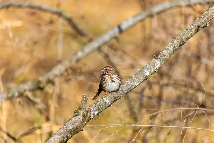 Framed Print : The song sparrow (Melospiza melodia), native sparrows in North America Framed Print : The song sparrow (Melospiza melodia), native sparrows in North America