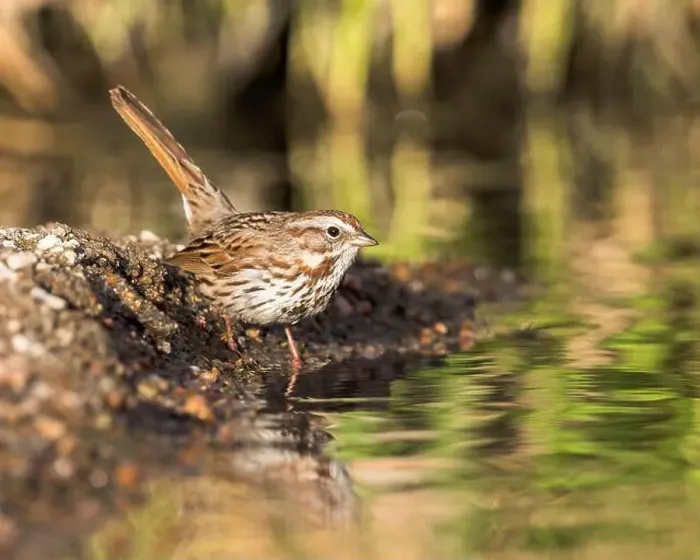 Framed Print : A Song Sparrow pauses before drinking Framed Print : A Song Sparrow pauses before drinking