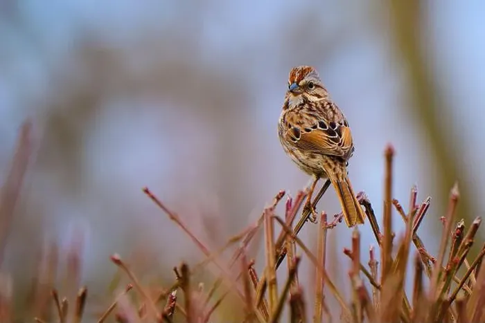 Framed Print : Song Sparrow perched on bare branches during a late Ohio winter Framed Print : Song Sparrow perched on bare branches during a late Ohio winter