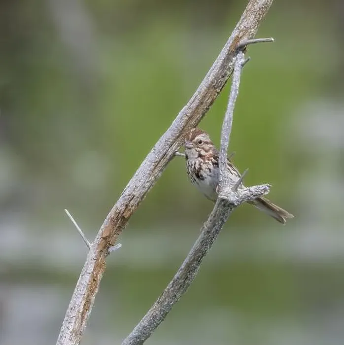 Framed Print : Song sparrow perched on a branch in Muskoka Ontario in summer Framed Print : Song sparrow perched on a branch in Muskoka Ontario in summer