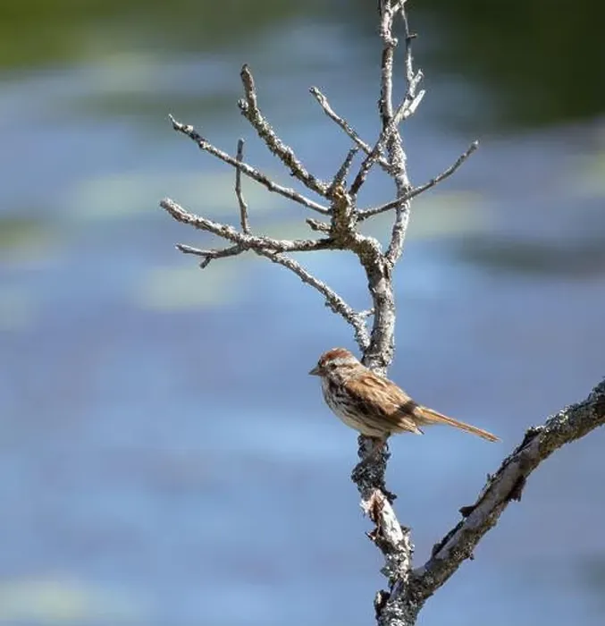 Framed Print : Song sparrow perched on a branch in Muskoka Ontario in summer Framed Print : Song sparrow perched on a branch in Muskoka Ontario in summer
