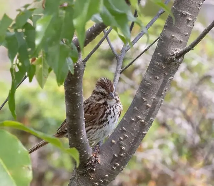Framed Print : Song sparrow perched on a branch in Muskoka Ontario in summer Framed Print : Song sparrow perched on a branch in Muskoka Ontario in summer