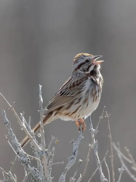 Framed Print : Song Sparrow perched in thin branches in springtime Framed Print : Song Sparrow perched in thin branches in springtime