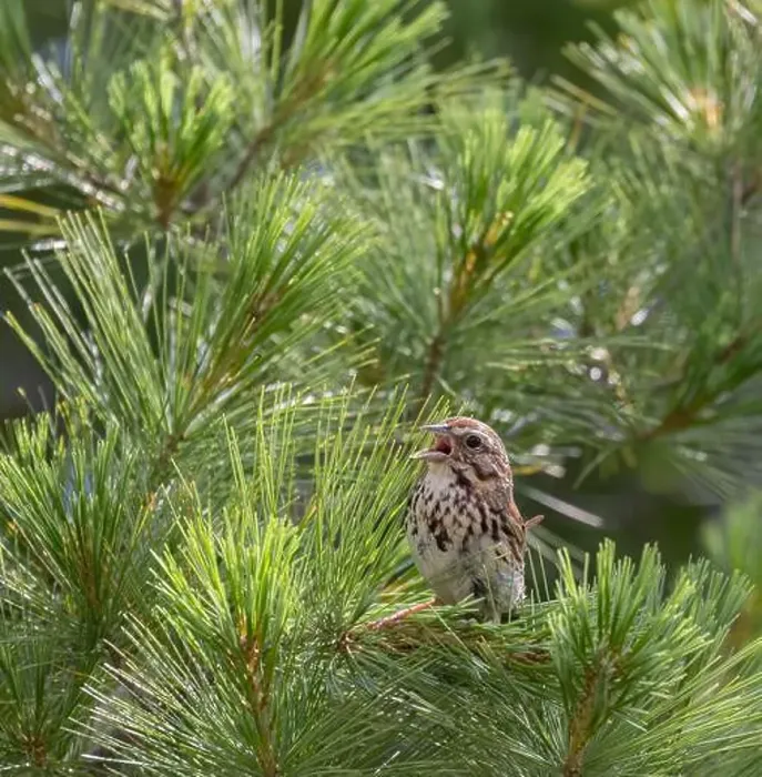 Framed Print : Song sparrow perching on a tree stump with evergreen forest background Framed Print : Song sparrow perching on a tree stump with evergreen forest background