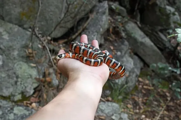 Framed Print : Sonoran Mountain Kingsnake (Lampropeltis pyromelana) in hand Framed Print : Sonoran Mountain Kingsnake (Lampropeltis pyromelana) in hand