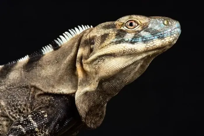Framed Print : Sonoran Spiny- tailed Iguana (Ctenosaura macrolopha)