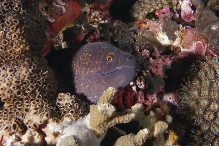 Framed Print : A sooty moray eel (Gymnothorax flavimarginatus) is hidden between corals and watches carefully Framed Print : A sooty moray eel (Gymnothorax flavimarginatus) is hidden between corals and watches carefully