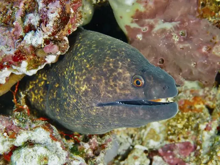 Framed Print : Sooty moray eel (Gymnothorax flavimarginatus) with open mouth hiding in the reef Framed Print : Sooty moray eel (Gymnothorax flavimarginatus) with open mouth hiding in the reef