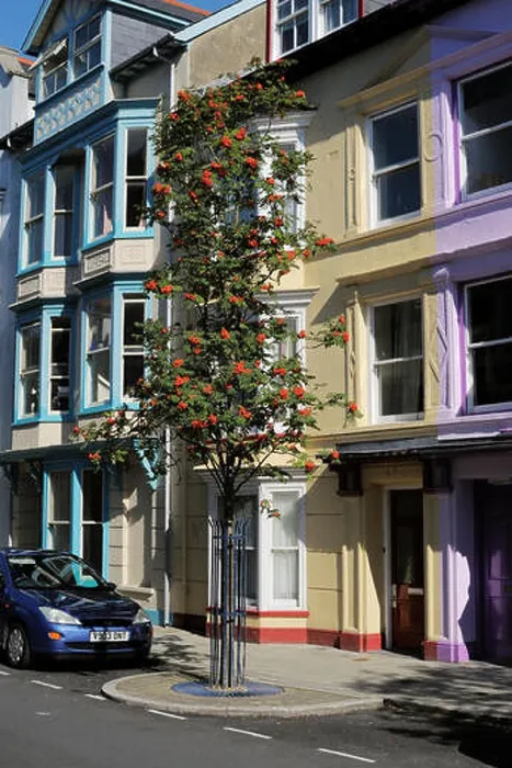 Framed Print : Sorbus aucuparia, Rowan tree berries on a street tree, Aberystwyth, Wales, UK Framed Print : Sorbus aucuparia, Rowan tree berries on a street tree, Aberystwyth, Wales, UK