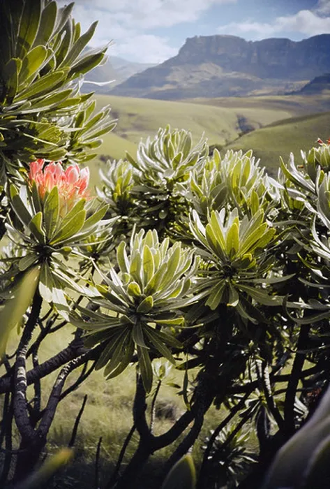 Framed Print : South Africa, Kwa Zulu natal, Drakensberg, Proteas with mountains in background, close-up Framed Print : South Africa, Kwa Zulu natal, Drakensberg, Proteas with mountains in background, close-up