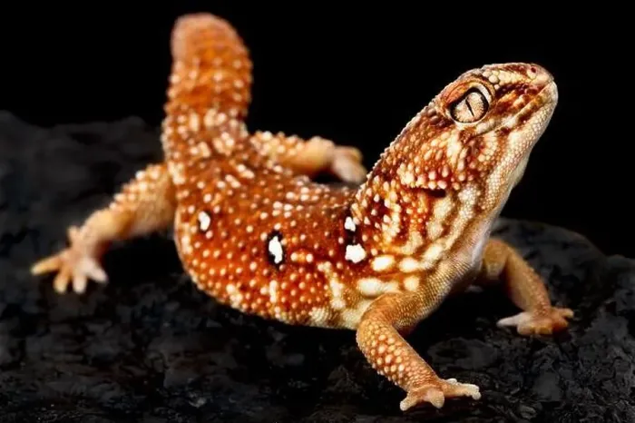 Framed Print : South African giant ground gecko (Chondrodactylus angulifer) Framed Print : South African giant ground gecko (Chondrodactylus angulifer)