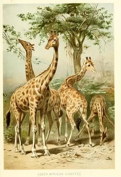 The South African giraffe or Cape giraffe (Giraffa camelopardalis giraffa) is a subspecies of giraffe ranging from South Africa, Namibia, Botswana