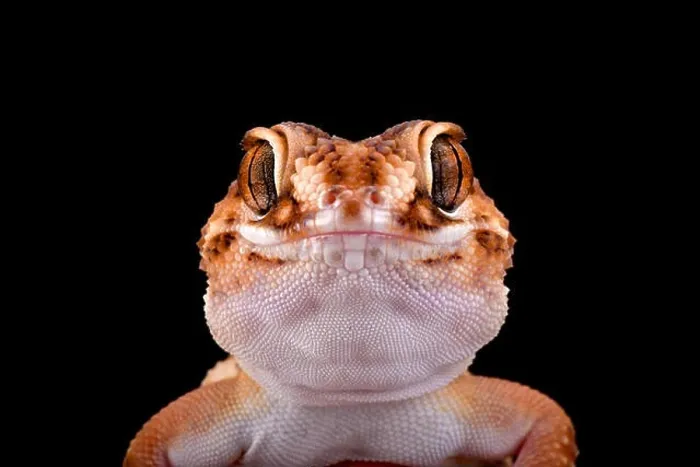 Framed Print : South African Ground Gecko (Chondrodactylus angulifer ), Namibia Framed Print : South African Ground Gecko (Chondrodactylus angulifer ), Namibia