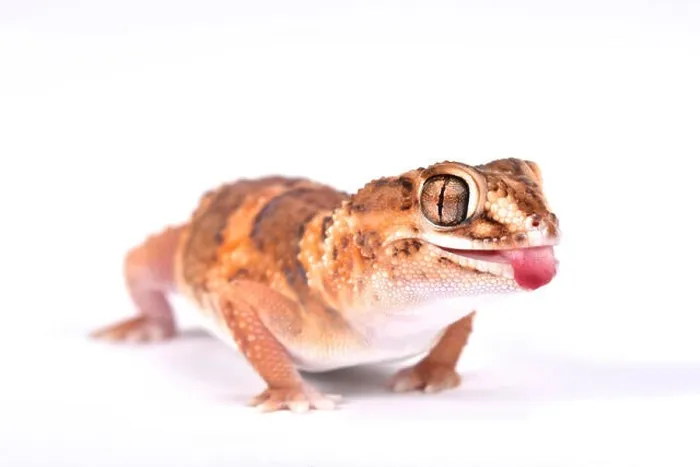 Framed Print : South African Ground Gecko (Chondrodactylus angulifer ), Namibia
