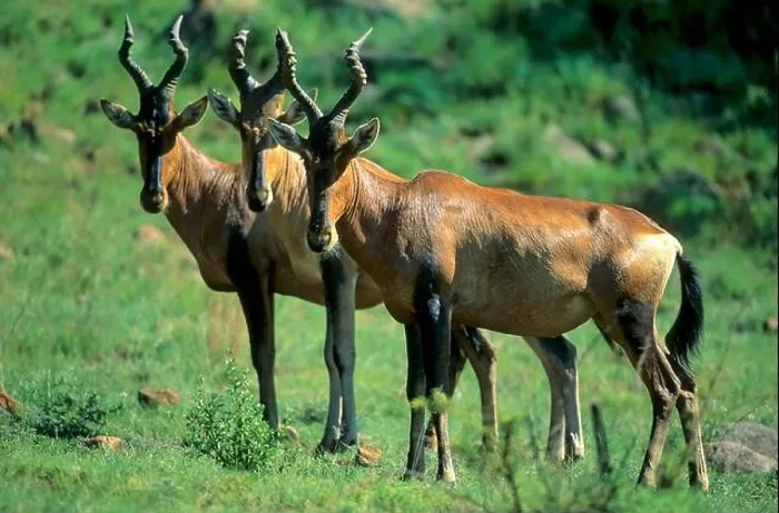 Framed Print : South African hartebeest (Kaama) Alcelaphus b. selbornei Framed Print : South African hartebeest (Kaama) Alcelaphus b. selbornei