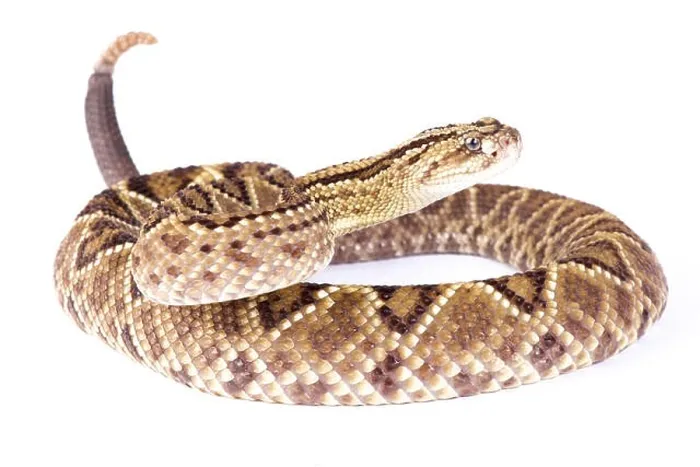 Framed Print : South American rattlesnake, Crotalus durissus durissus Framed Print : South American rattlesnake, Crotalus durissus durissus