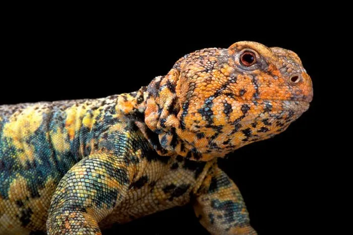 Framed Print : South Arabian Spiny-tailed Lizard (Uromastyx yemenensis) Framed Print : South Arabian Spiny-tailed Lizard (Uromastyx yemenensis)