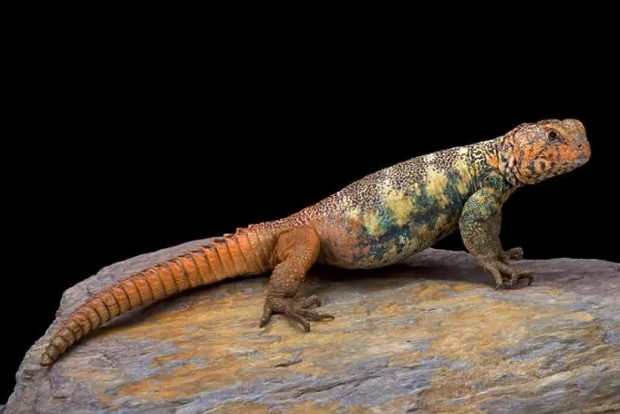 Framed Print : South Arabian Spiny-tailed Lizard (Uromastyx yemenensis) Framed Print : South Arabian Spiny-tailed Lizard (Uromastyx yemenensis)