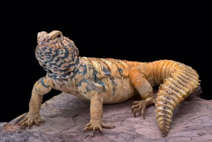 Framed Print : South Arabian Spiny-tailed Lizard (Uromastyx yemenensis) Framed Print : South Arabian Spiny-tailed Lizard (Uromastyx yemenensis)