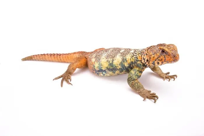 Framed Print : South Arabian Spiny-tailed Lizard (Uromastyx yemenensis) Yemen Framed Print : South Arabian Spiny-tailed Lizard (Uromastyx yemenensis) Yemen