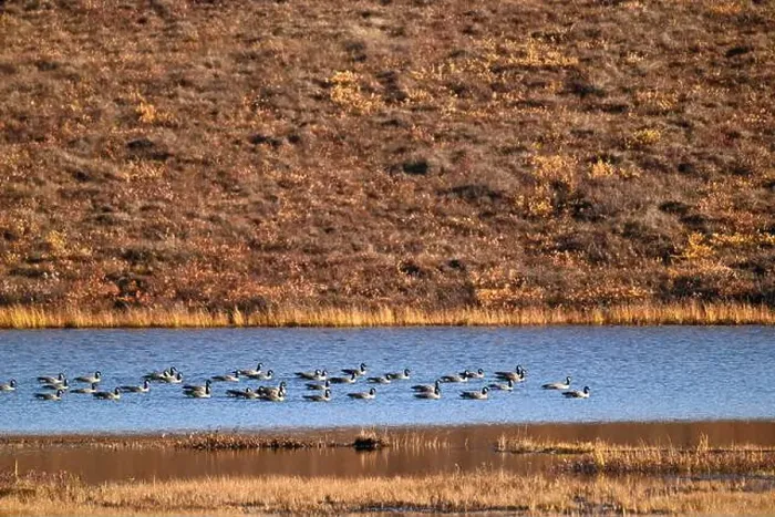 Framed Print : South of the industrial area of Deadhorse in Alaska, a group of Canada goose prepare to leave before winter arrives Framed Print : South of the industrial area of Deadhorse in Alaska, a group of Canada goose prepare to leave before winter arrives