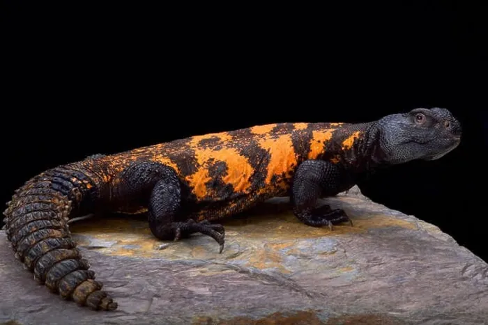 Framed Print : South Saharan spiny-tailed lizard (Uromastyx flavifasciata) Framed Print : South Saharan spiny-tailed lizard (Uromastyx flavifasciata)
