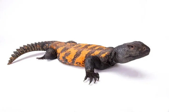Framed Print : South Saharan spiny-tailed lizard (Uromastyx flavifasciata) Framed Print : South Saharan spiny-tailed lizard (Uromastyx flavifasciata)