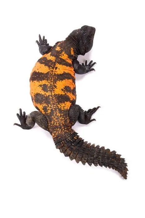 Framed Print : South Saharan spiny-tailed lizard (Uromastyx flavifasciata) Framed Print : South Saharan spiny-tailed lizard (Uromastyx flavifasciata)