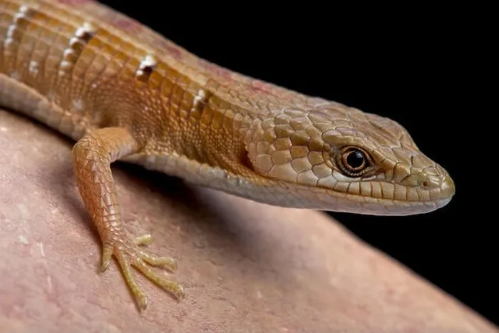 Framed Print : Southern alligator lizard (Elgaria multicarinata) Framed Print : Southern alligator lizard (Elgaria multicarinata)