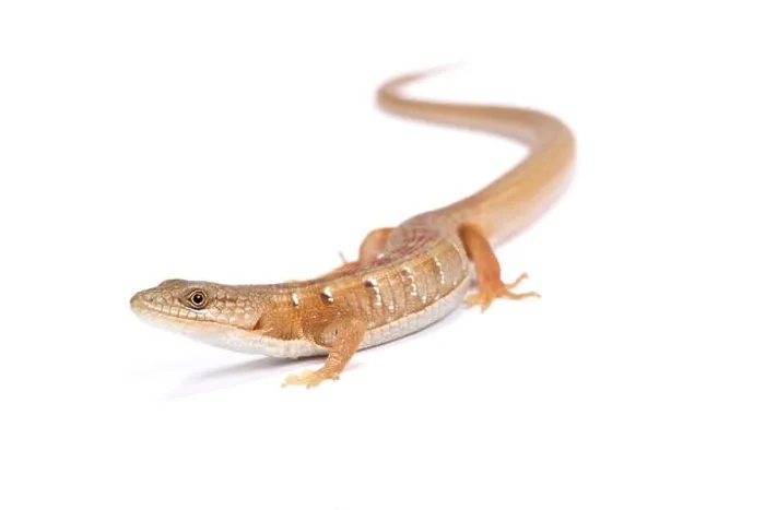 Framed Print : Southern alligator lizard (Elgaria multicarinata) Framed Print : Southern alligator lizard (Elgaria multicarinata)