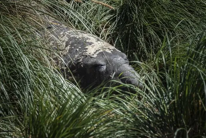 Framed Print : Southern elephant seal (Mirounga leonina) resting in Tussac grass Framed Print : Southern elephant seal (Mirounga leonina) resting in Tussac grass