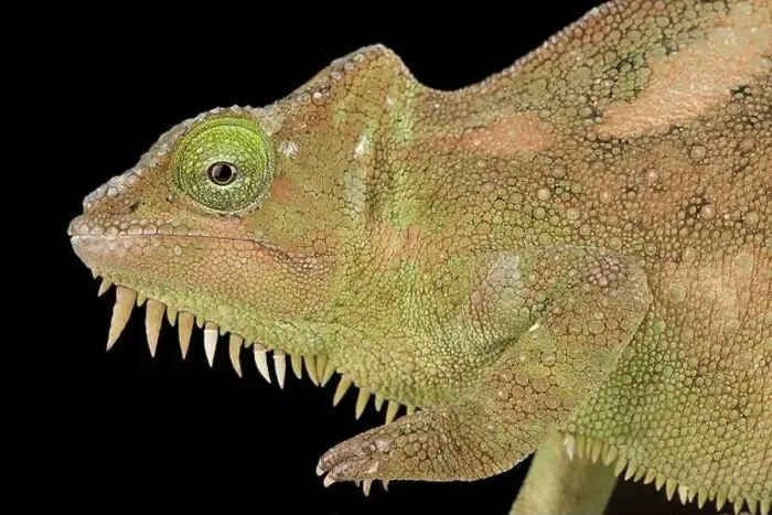 Framed Print : Southern four-horned chameleon Trioceros quadricornis) female Framed Print : Southern four-horned chameleon Trioceros quadricornis) female