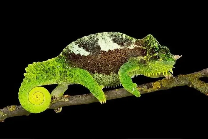 Framed Print : Southern four-horned chameleon (Trioceros quadricornis) male Framed Print : Southern four-horned chameleon (Trioceros quadricornis) male
