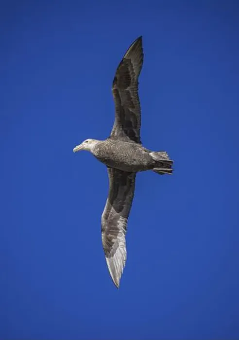 Framed Print : Southern Giant Petrel (Macronectes giganteus) Framed Print : Southern Giant Petrel (Macronectes giganteus)