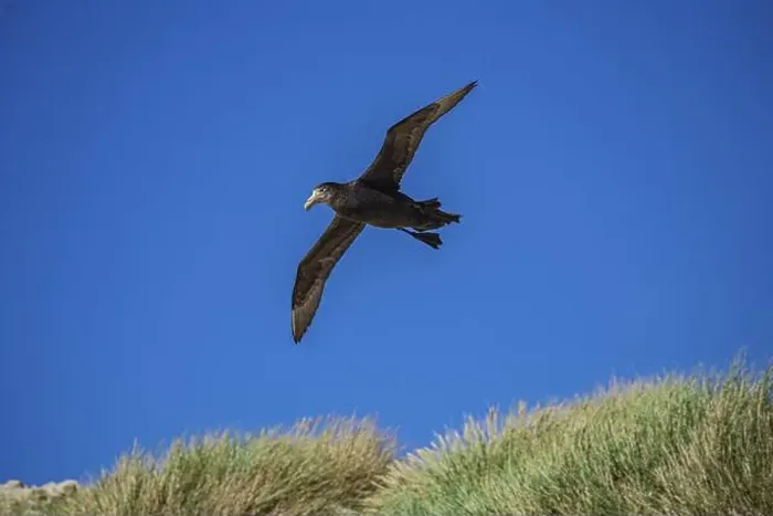 Framed Print : Southern Giant Petrel (Macronectes giganteus) Framed Print : Southern Giant Petrel (Macronectes giganteus)