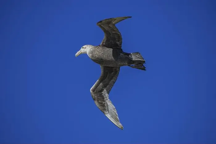 Framed Print : Southern Giant Petrel (Macronectes giganteus) Framed Print : Southern Giant Petrel (Macronectes giganteus)
