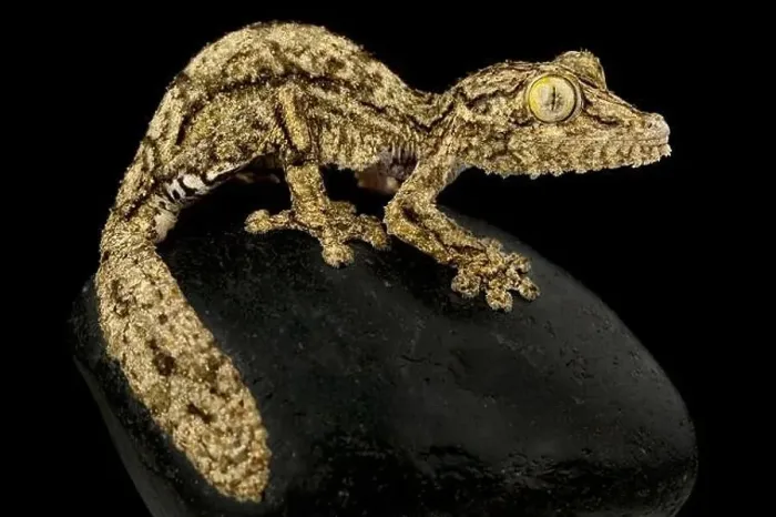 Framed Print : Southern leaf-tailed gecko (Uroplatus sameiti)
